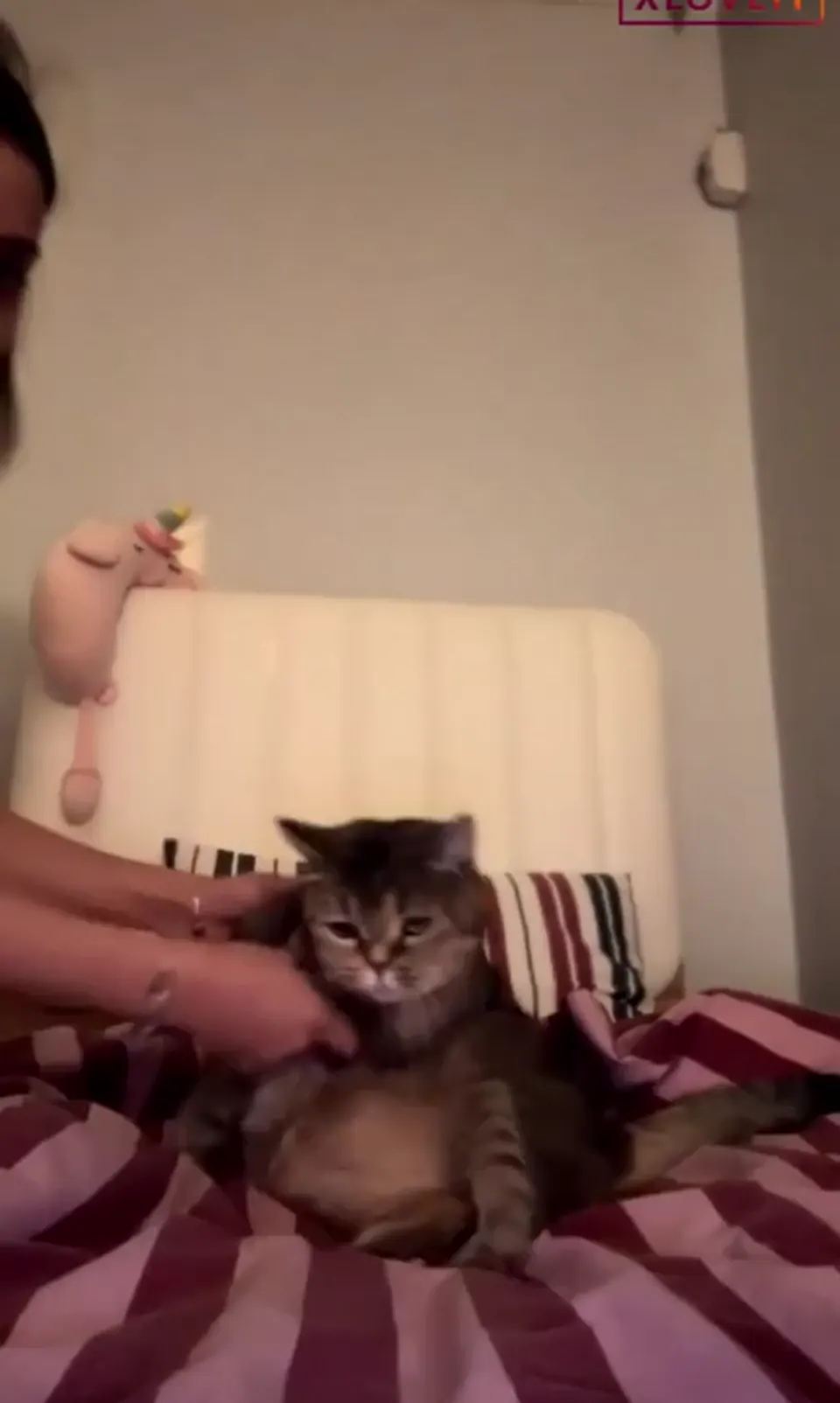 Tango Güneş ifşa Canlı yayında mastürbasyon yaptı — Tango Güneş — Canlı Yayınlar